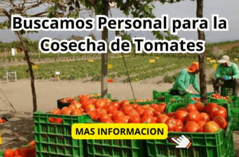 Trabajadores de la cosecha de tomates