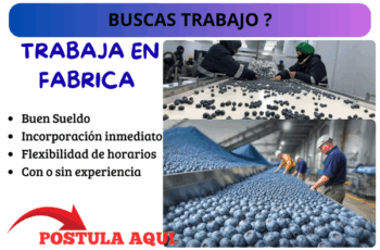 Trabaja en fábrica de arándanos cosechando y empaquetando